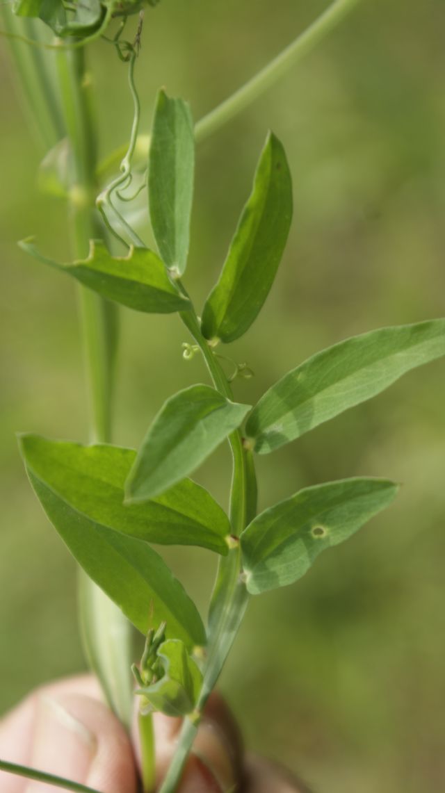 Lathyrus odoratus